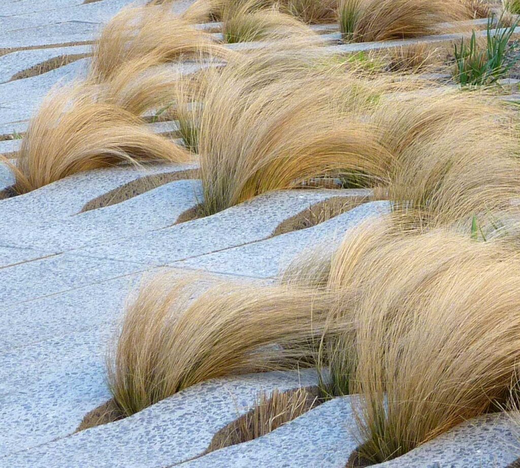 Photo: Rick Darke. From On The High Line by Annik LaFarge