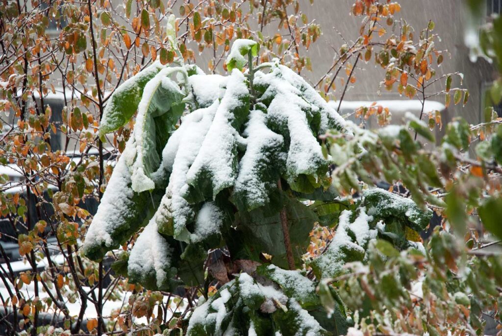 Magnolia on the Flyover during an October 2011 nor'easter. Photo: Annik LaFarge, author of On the High Line